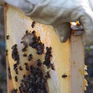 cadre ruche abeilles domestiques