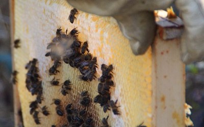 Production de miel 2015 au Rucher Val de Sarthe