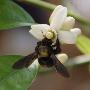 L’abeille charpentière