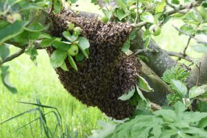 essaim abeilles