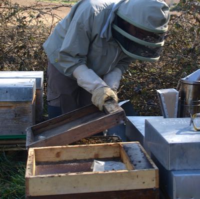 Hivernage : préparation au rucher Val de Sarthe