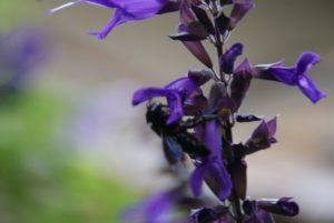 Liens d'Abeilles, pollinisateurs, jardin-forêt
